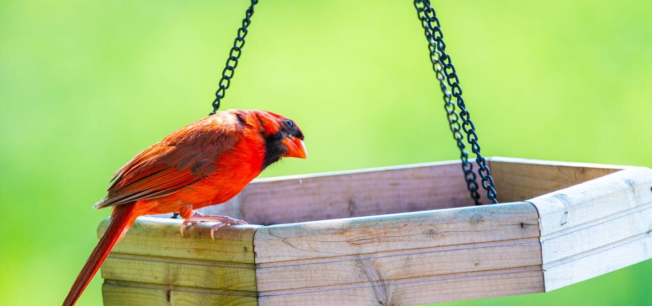 mangeoire oiseau