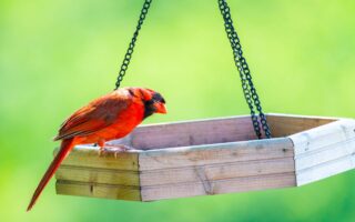 mangeoire oiseau